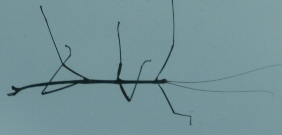 Phasmida - Walking Stick Bug underside