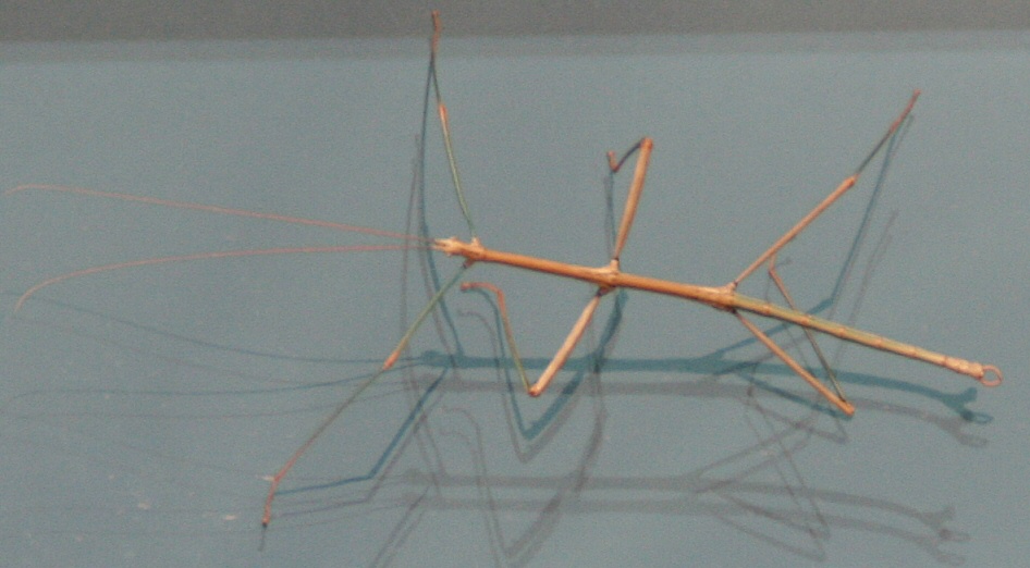 Phasmida - Walking Stick Bug