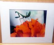 I-See-You-Mantis-Sow-Thankful-Life-On-TheFarm-Photos-1