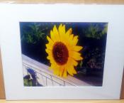 Over-The-Fence-Sunflower-Sow-Thankful-Life-On-TheFarm-Photos-1