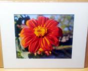Red Torch Mexican Sunflower  - 8x10 on 11x14 Mat - Sow Thankful Life on the Farm Photos