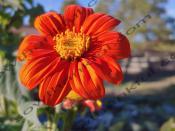 Red Torch Mexican Sunflower  - 8x10 on 11x14 Mat - Sow Thankful Life on the Farm Photos 1